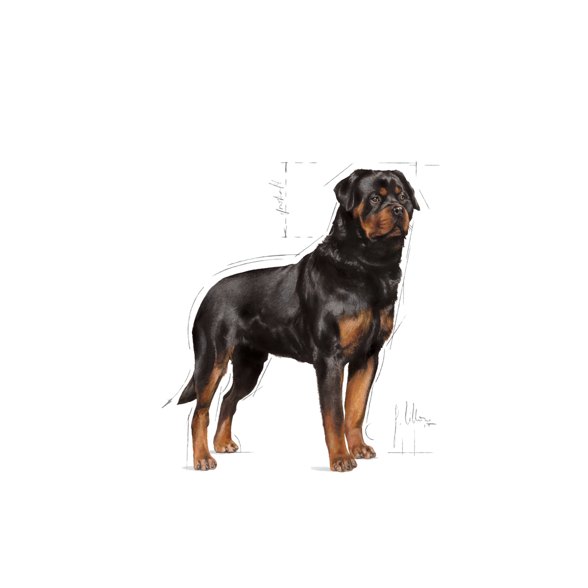 Royal Canin Rottweiler Adult Dry 12 kg PÄIVÄYSTARJOUS
