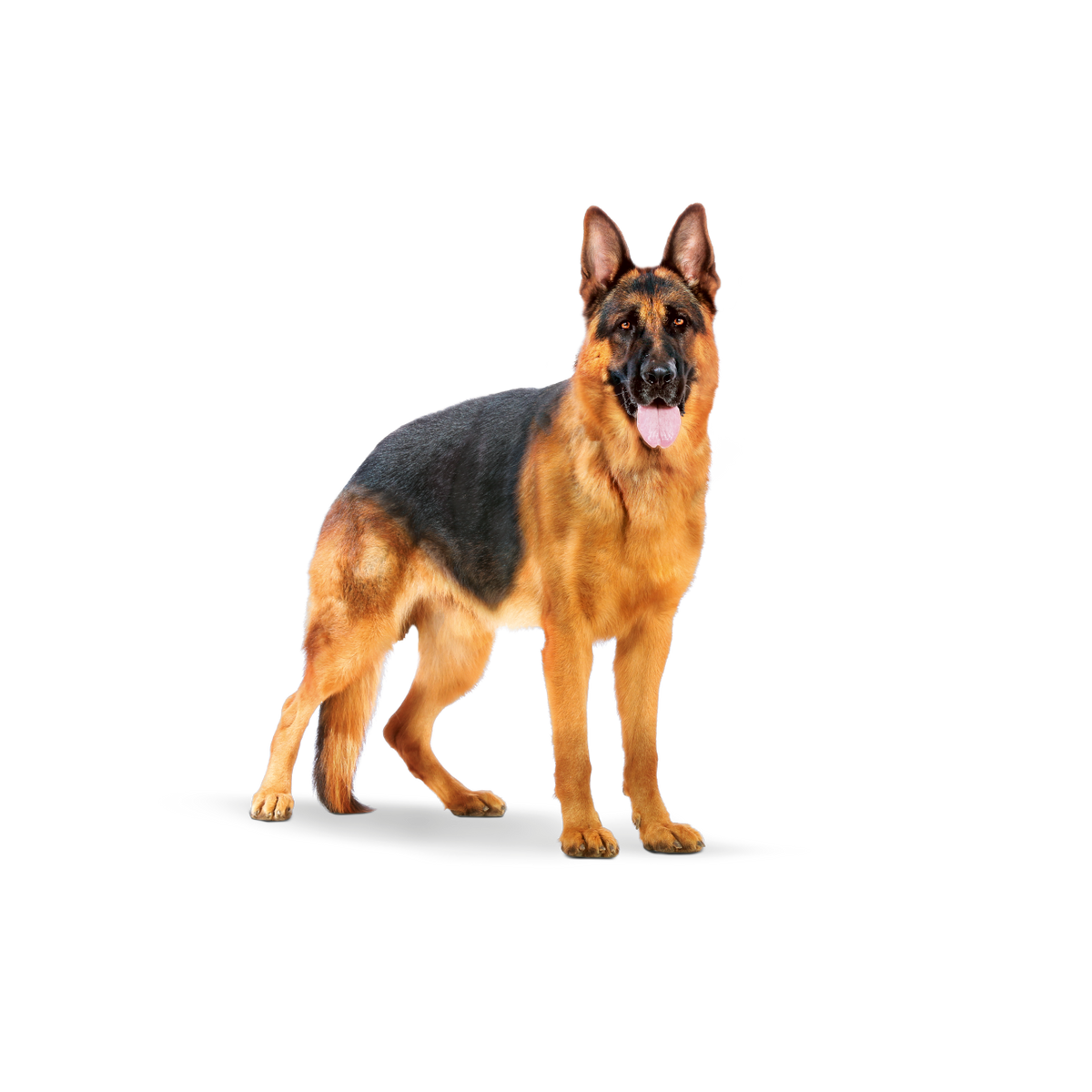 Royal Canin Maxi Adult koiran kuivaruoka