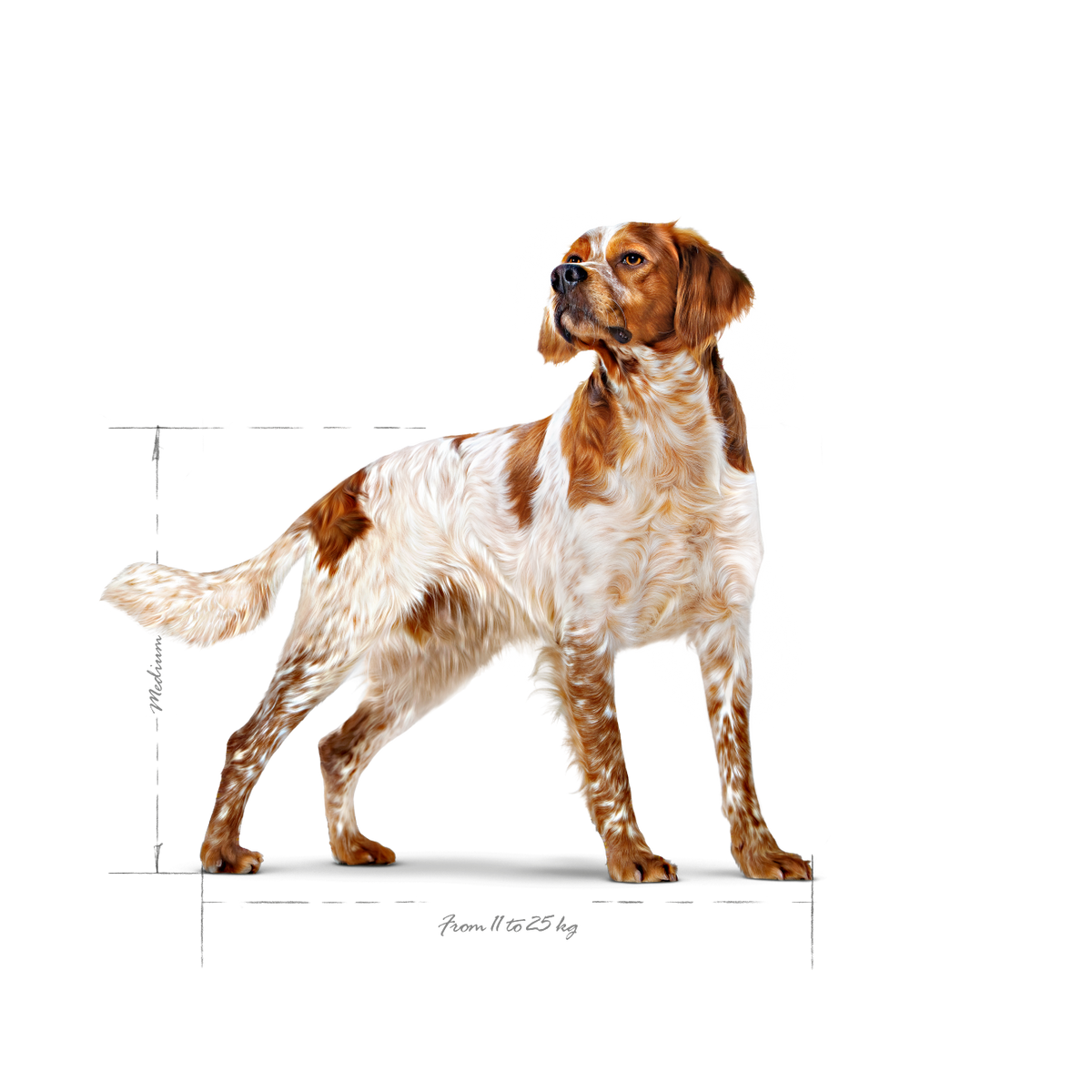 Royal Canin Medium Adult koiralle
