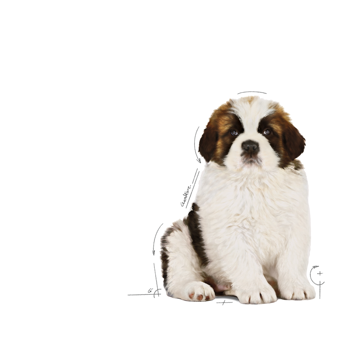 Royal Canin Giant Puppy koiralle