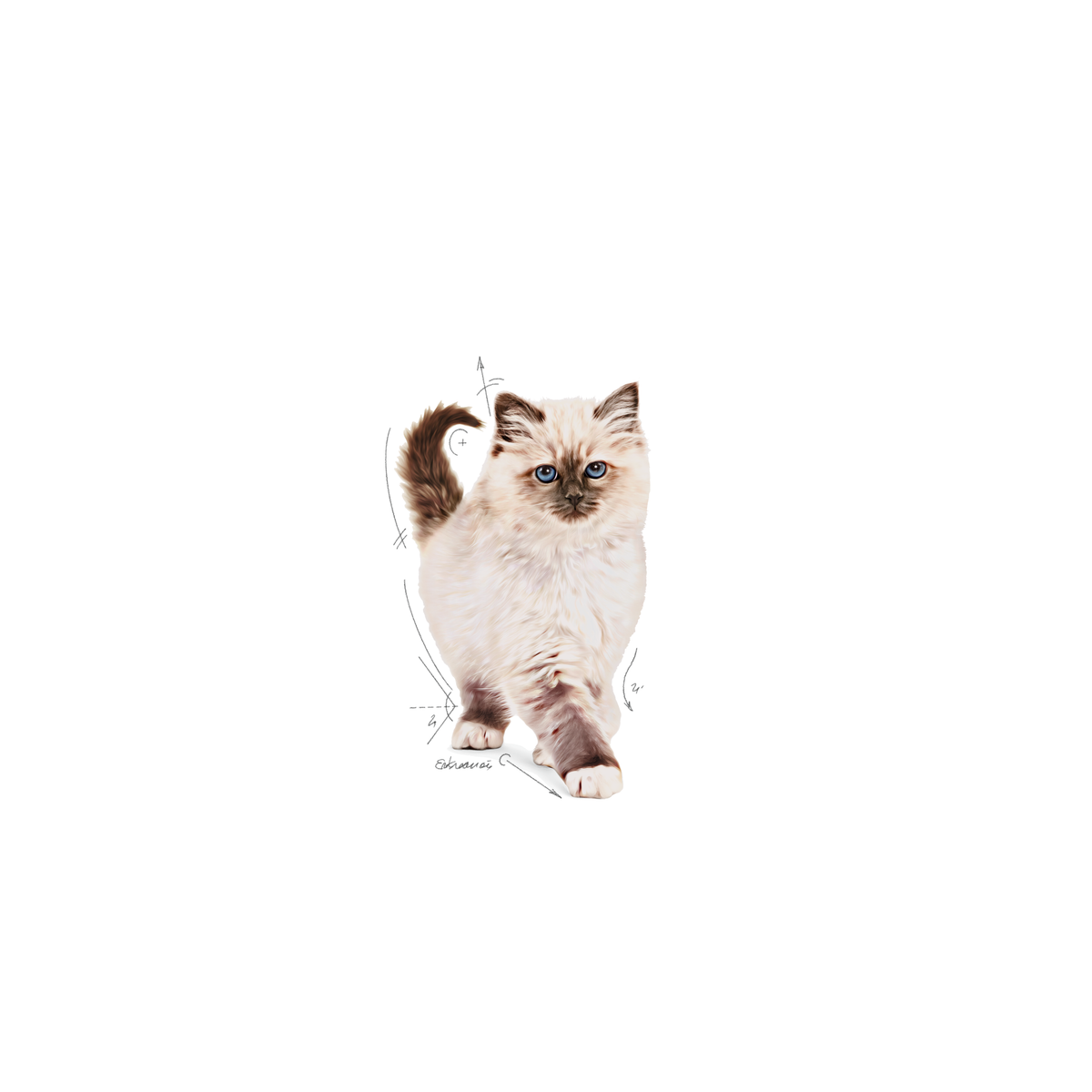 Royal Canin Kitten kissalle