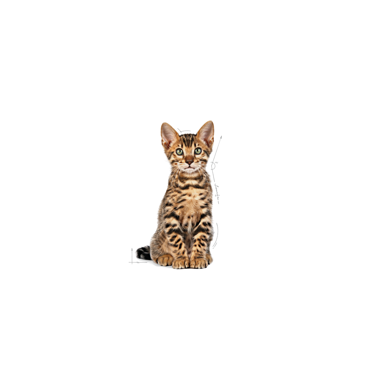 Royal Canin Kitten Sterilised kissalle