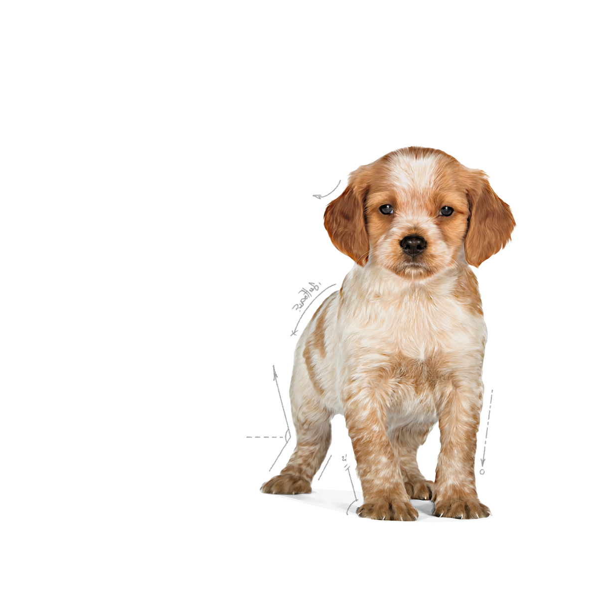 Royal Canin Medium Puppy koiralle