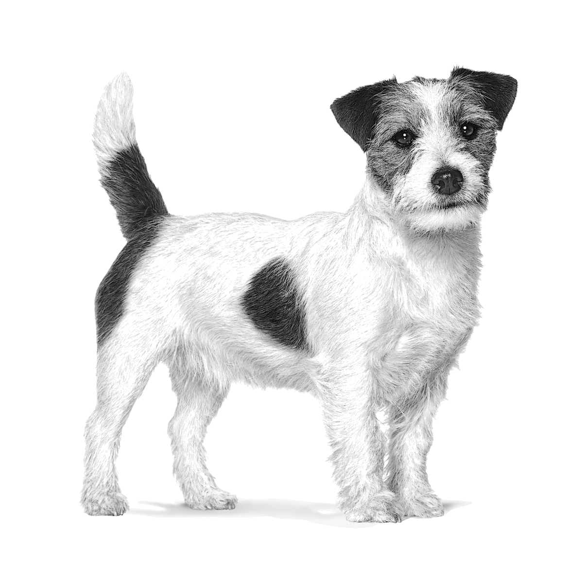 Royal Canin Veterinary Diets Health Management Neutered Adult Small Dog koiran kuivaruoka