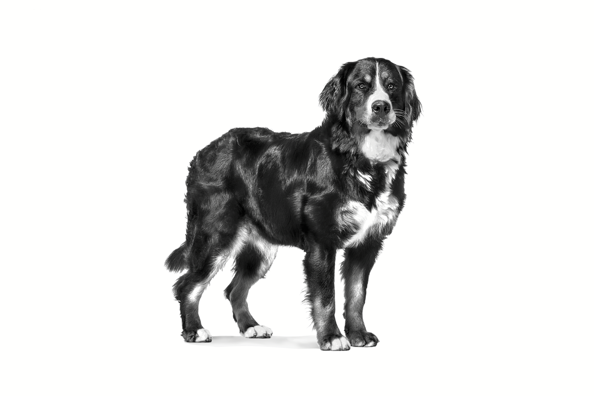 Royal Canin Veterinary Diets Health Management Mature Consult Large Dog koiran kuivaruoka 14 kg PÄIVÄYSTARJOUS