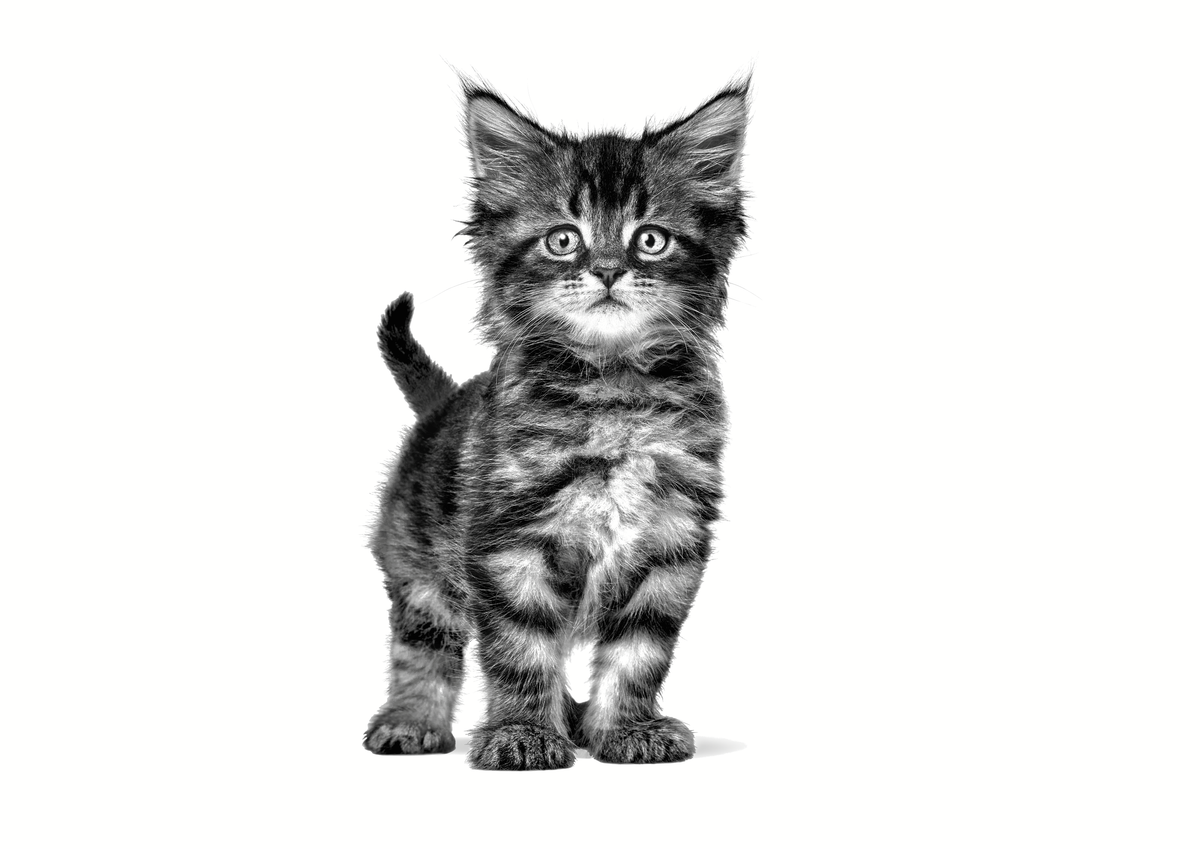 Royal Canin Veterinary Diets Gastrointestinal Kitten kissan kuivaruoka