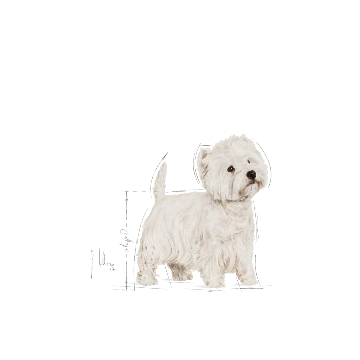 Royal Canin West Highland White Terrier adult koiralle 3 kg