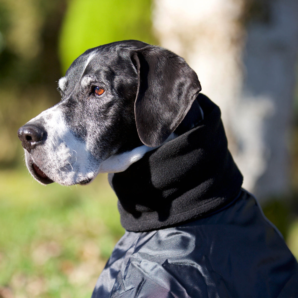 Back on Track Whippet-takki